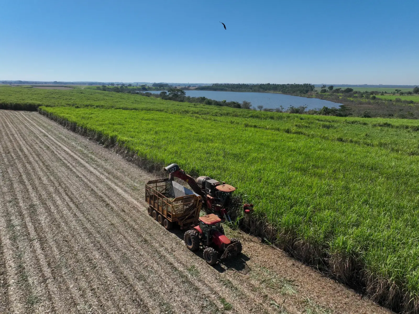 Vista aérea da colheita mecanizada de cana-de-açúcar às margens de um reservatório, com mata nativa preservada no entorno