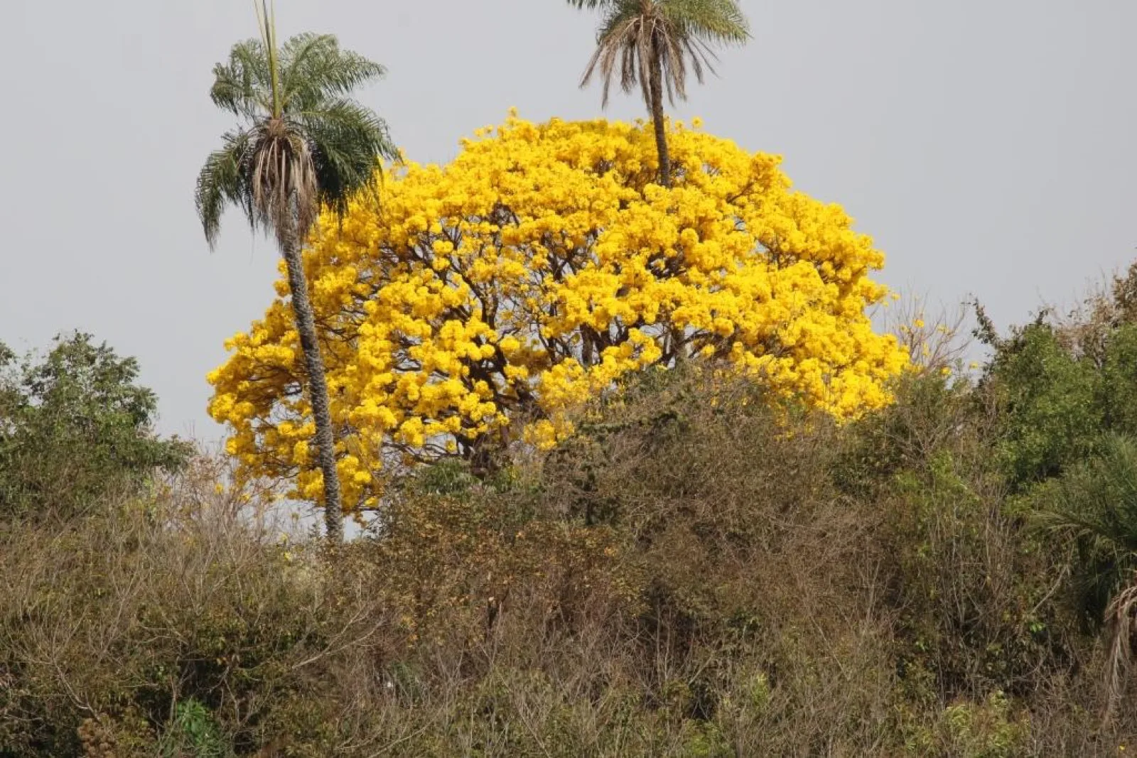 Ipê amarelo florido em primeiro plano sobre o remanescente florestal preservado pela Da Mata